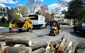 Best Tree Maintenance Programs  in Rochester, NH