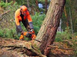 Best Tree Trimming and Pruning  in Rochester, NH