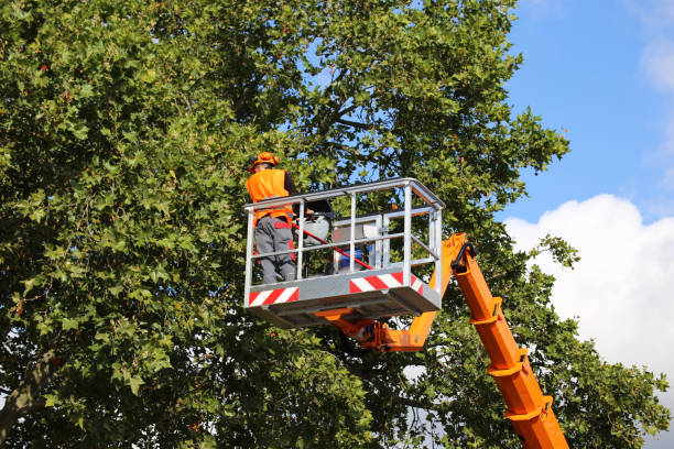 Why Choose Our Tree Removal Services in Rochester, NH?