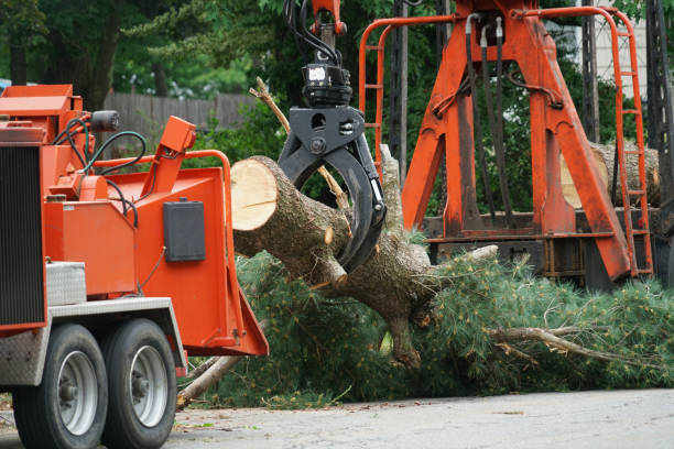 Best Lot and Land Clearing Services  in Rochester, NH