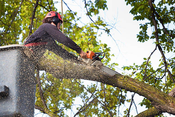 Best Tree Risk Assessment  in Rochester, NH